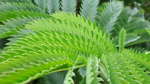A green plant with serrated edges